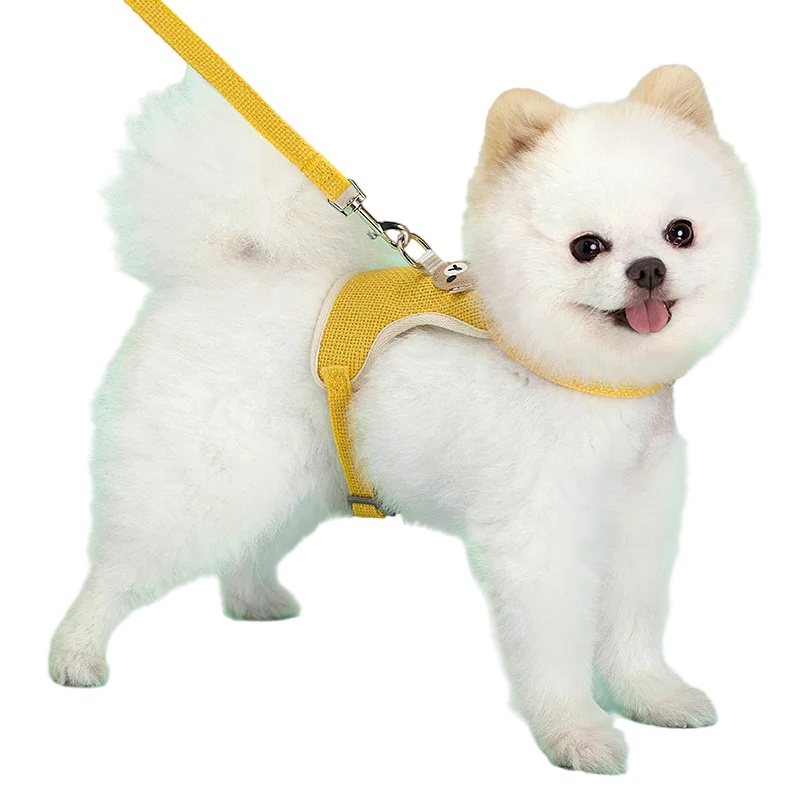 Adorable Pet Harness & Leash